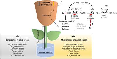 Selenium-Ethylene Interplay in Postharvest Life of Cut Flowers